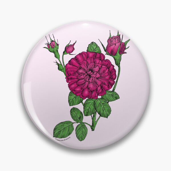 Item preview, Deep Pink Rosette Rose Bloom Very Full 40+ Petals In 3+ Rows designed and sold by Rachael Taylor.