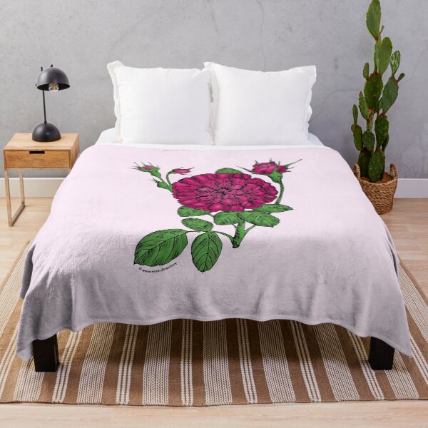 Item preview, Deep Pink Rosette Rose Bloom Very Full 40+ Petals In 3+ Rows designed and sold by Rachael Taylor.