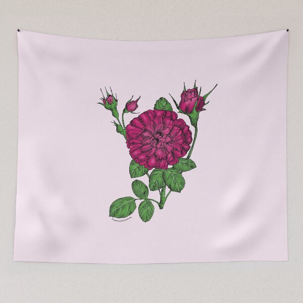 Item preview, Deep Pink Rosette Rose Bloom Very Full 40+ Petals In 3+ Rows designed and sold by Rachael Taylor.