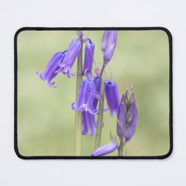 Item preview, Bluebells designed and sold by JEZ22.