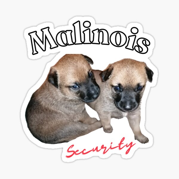 süße Malinois-Welpen oder zukünftiger Sicherheitsdienst Sticker