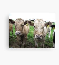 Cows in Dorset Canvas Print