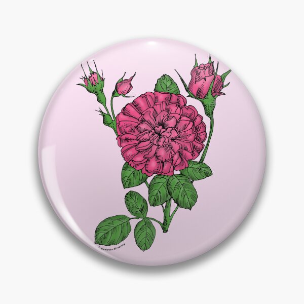 Item preview, Mid Pink Rosette Rose Bloom Very Full 40+ Petals In 3+ Rows designed and sold by Rachael Taylor.