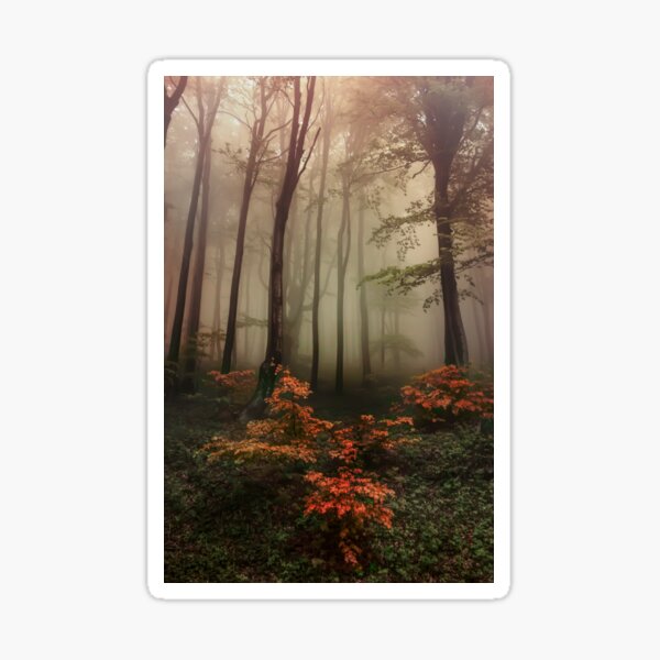 Autumn mornin in forgotten forest Sticker