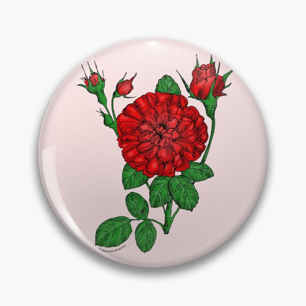 Item preview, Bright Red Rosette Rose Bloom Very Full 40+ Petals In 3+ Rows designed and sold by Rachael Taylor.