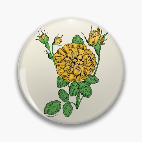 Item preview, Yellow Rosette Rose Bloom Very Full 40+ Petals In 3+ Rows designed and sold by Rachael Taylor.