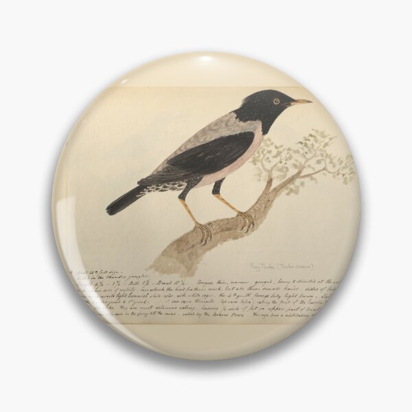 Item preview,  Rosy Starling by Frederick John Shore designed and sold by Amanda1775.