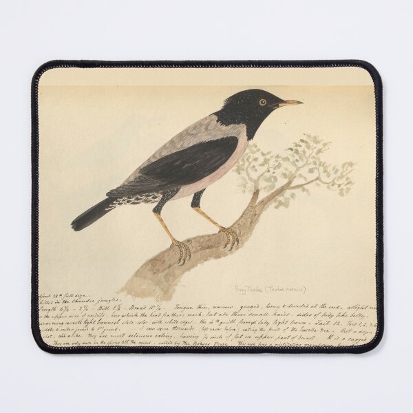 Item preview,  Rosy Starling by Frederick John Shore designed and sold by Amanda1775.
