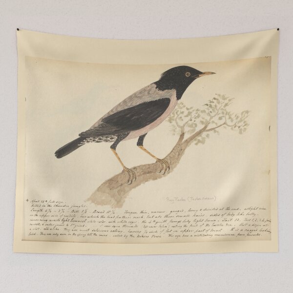 Item preview,  Rosy Starling by Frederick John Shore designed and sold by Amanda1775.