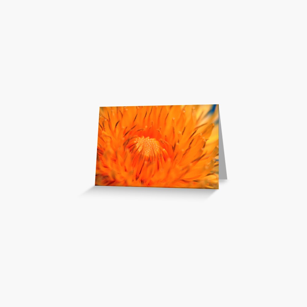 Dandelion Greeting Card