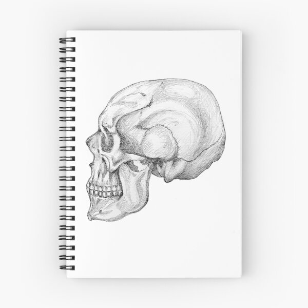 Item preview, Skull anatomy designed and sold by Tereza Pilar  Art.