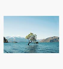 That tree in the middle of the lake Photographic Print