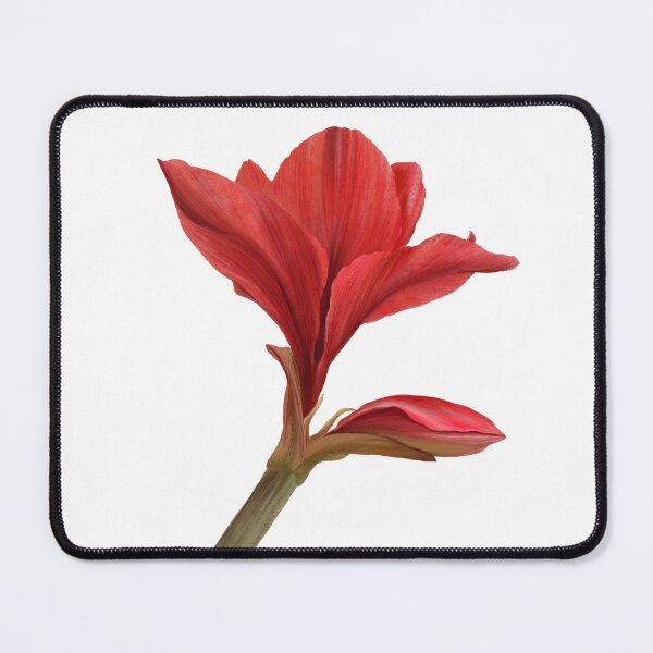 Item preview, Red amaryllis flower Hand drawn watercolor clipart designed and sold by BartolArt.