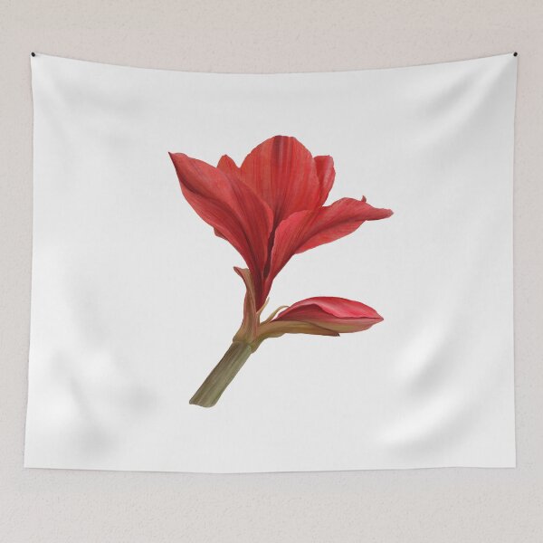 Item preview, Red amaryllis flower Hand drawn watercolor clipart designed and sold by BartolArt.