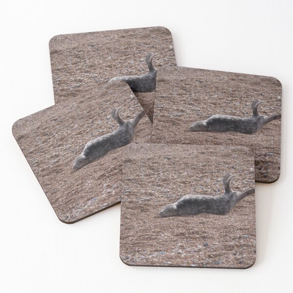 Item preview, A young Seal stretching on the beach designed and sold by GingerMan2550.