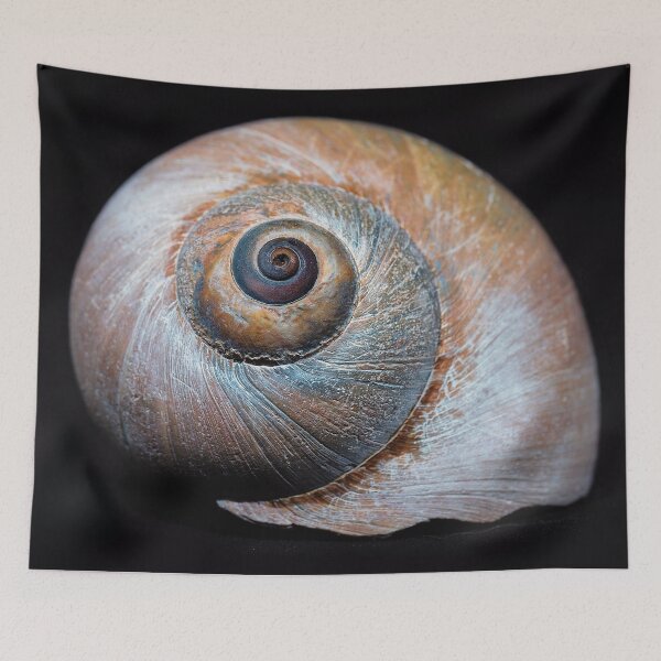 Item preview, Moon snail sea shell 2863 designed and sold by Roger Porter Photography.