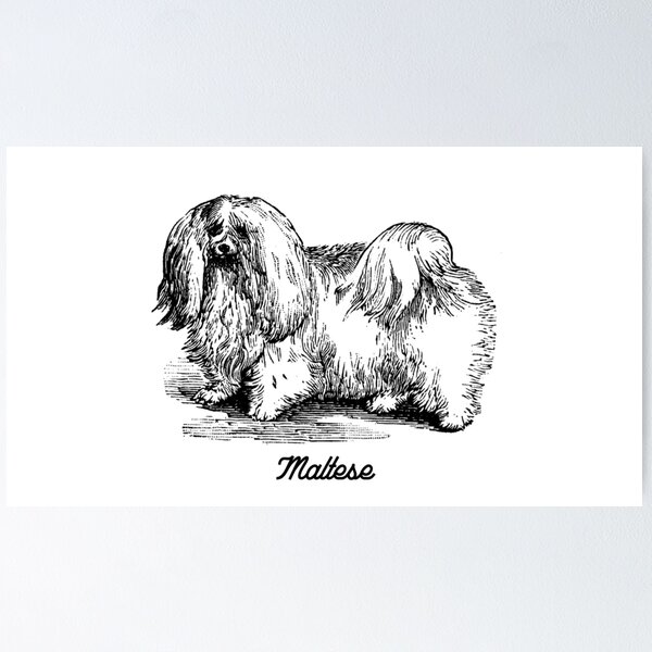 Item preview, Maltese - Vintage Black  designed and sold by Kappadog.