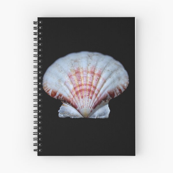 Item preview, Pink scallop shell designed and sold by Roger Porter Photography.