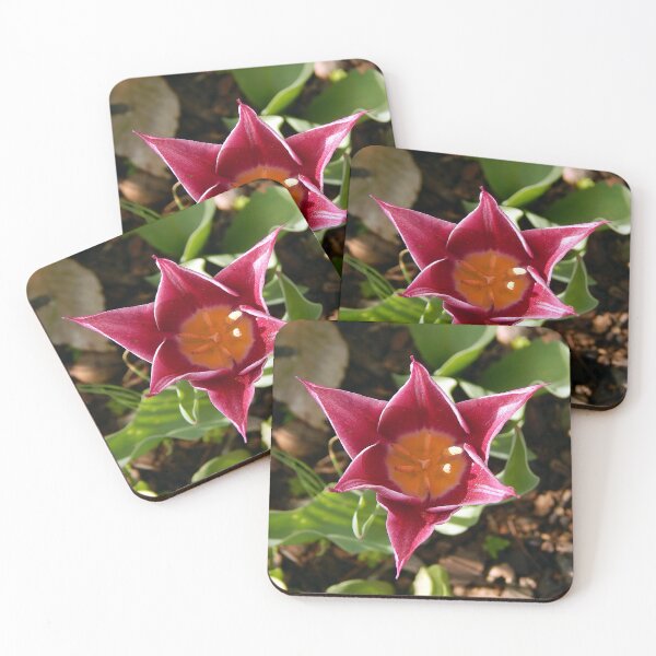 Item preview, Late Afternoon Pink Lined Tulip  designed and sold by gistinker.