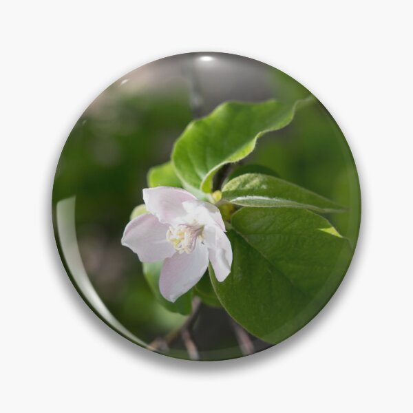 Item preview, A Single Quince Tree Blossom Amidst Velvety Green Leaves designed and sold by Georgia Mizuleva.
