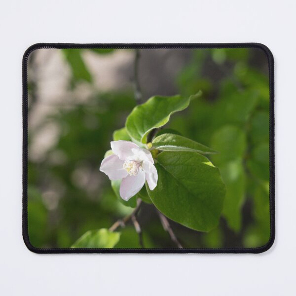 Item preview, A Single Quince Tree Blossom Amidst Velvety Green Leaves designed and sold by Georgia Mizuleva.