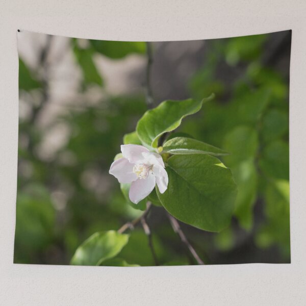 Item preview, A Single Quince Tree Blossom Amidst Velvety Green Leaves designed and sold by Georgia Mizuleva.