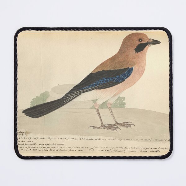 Item preview, Eurasian Jay by Frederick John Shore designed and sold by Amanda1775.