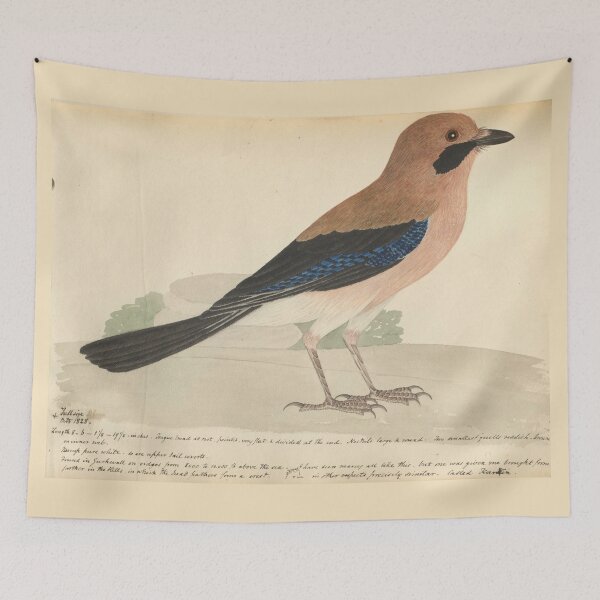 Item preview, Eurasian Jay by Frederick John Shore designed and sold by Amanda1775.