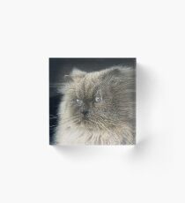 Himalayan Cat Acrylic Block