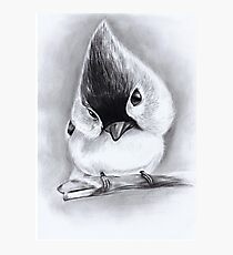 Cute Bird by Scott Greenwood Photographic Print