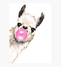 Sneaky Llama with Bubble Gum Photographic Print