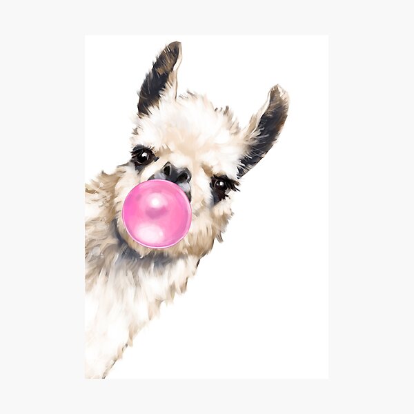 Sneaky Llama with Bubble Gum Photographic Print