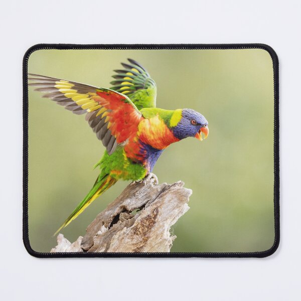 Item preview, Rainbow Lorikeet designed and sold by BirdsofMelb.