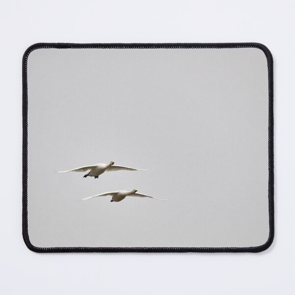 Item preview, Greetings. Whooper swan, designed and sold by Jouko Lehto Photography.