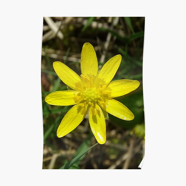 Lesser Celandine Poster