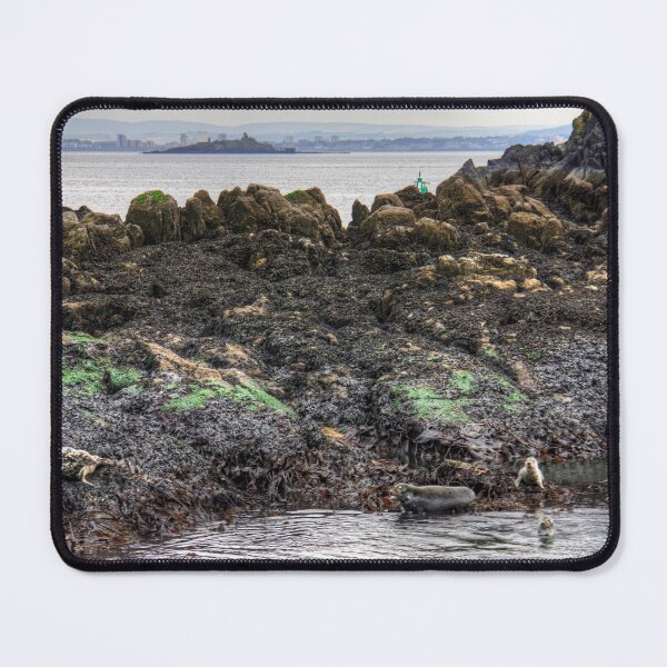 Item preview, Grey seals on Inchcolm designed and sold by tomg.