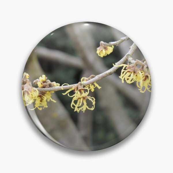 Item preview, Witch-hazel designed and sold by Kathleen Brant.