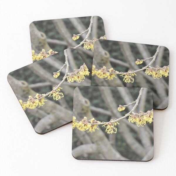 Item preview, Witch-hazel designed and sold by Kathleen Brant.