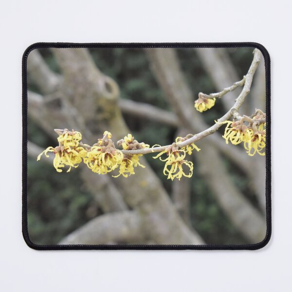 Item preview, Witch-hazel designed and sold by Kathleen Brant.