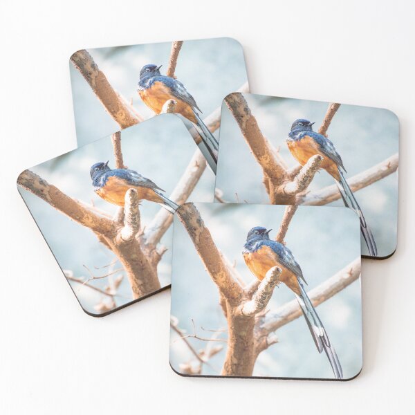 Item preview, White Rumped Shama designed and sold by N-JPhotography.