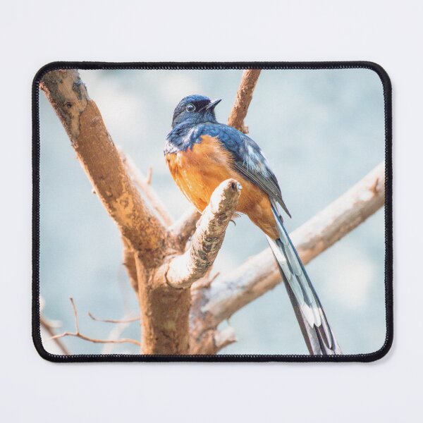 Item preview, White Rumped Shama designed and sold by N-JPhotography.