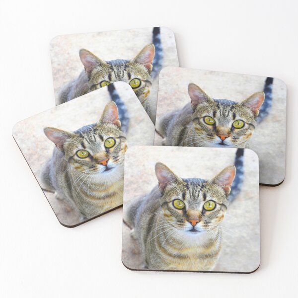 Item preview, Tabby Cat on the streets of Malaga. designed and sold by AH Fotography.