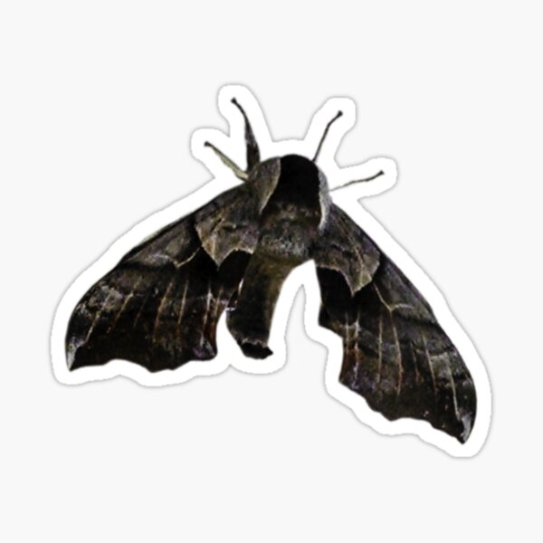 Moth Sticker