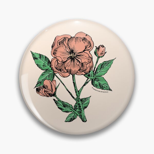 Item preview, Apricot Pompon Rose Bloom Semi-Double 8-15 Petals In 2 Rows designed and sold by Rachael Taylor.