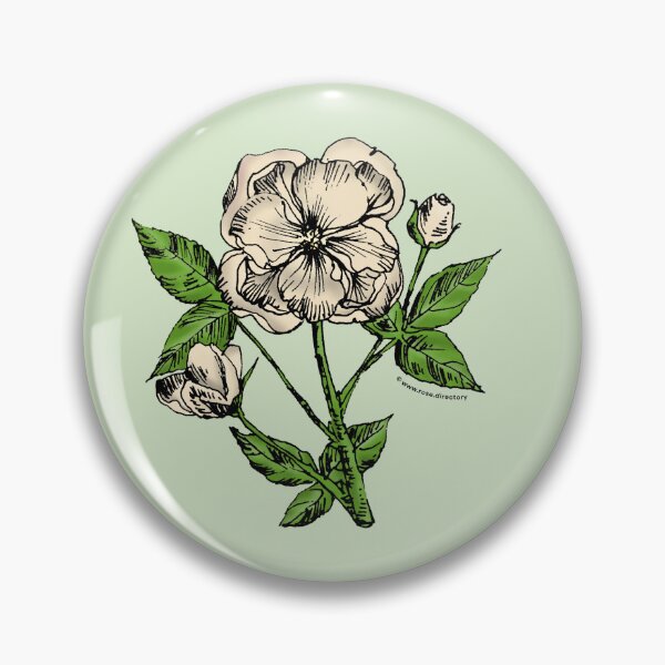 Item preview, Cream Pompon Rose Bloom Semi-Double 8-15 Petals In 2 Rows designed and sold by Rachael Taylor.