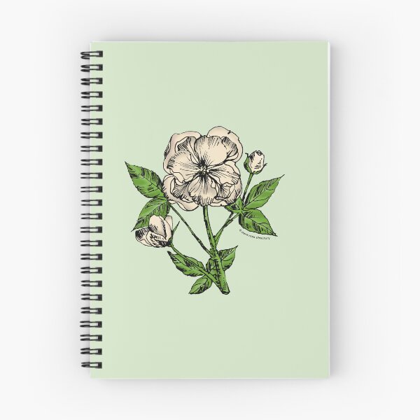 Item preview, Cream Pompon Rose Bloom Semi-Double 8-15 Petals In 2 Rows designed and sold by Rachael Taylor.