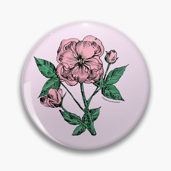 Item preview, Light Pink Pompon Rose Bloom Semi-Double 8-15 Petals In 2 Rows designed and sold by Rachael Taylor.