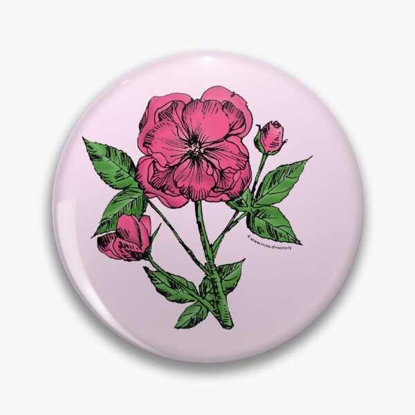 Item preview, Mid Pink Pompon Rose Bloom Semi-Double 8-15 Petals In 2 Rows designed and sold by Rachael Taylor.