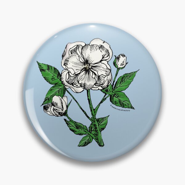 Item preview, White Pompon Rose Bloom Semi-Double 8-15 Petals In 2 Rows designed and sold by Rachael Taylor.