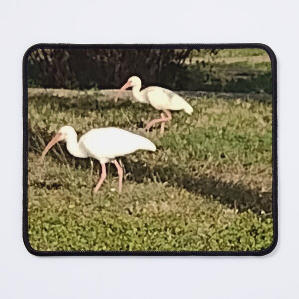 Item preview, American White Ibises designed and sold by RosetheOtter.